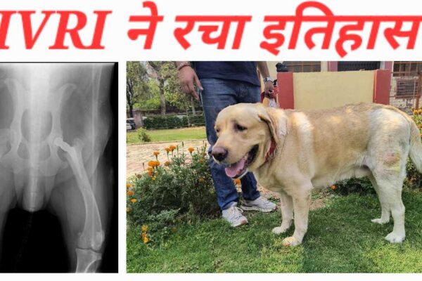 India में पहली बार स्वदेशी तकनीक से dog का Hip Replacement